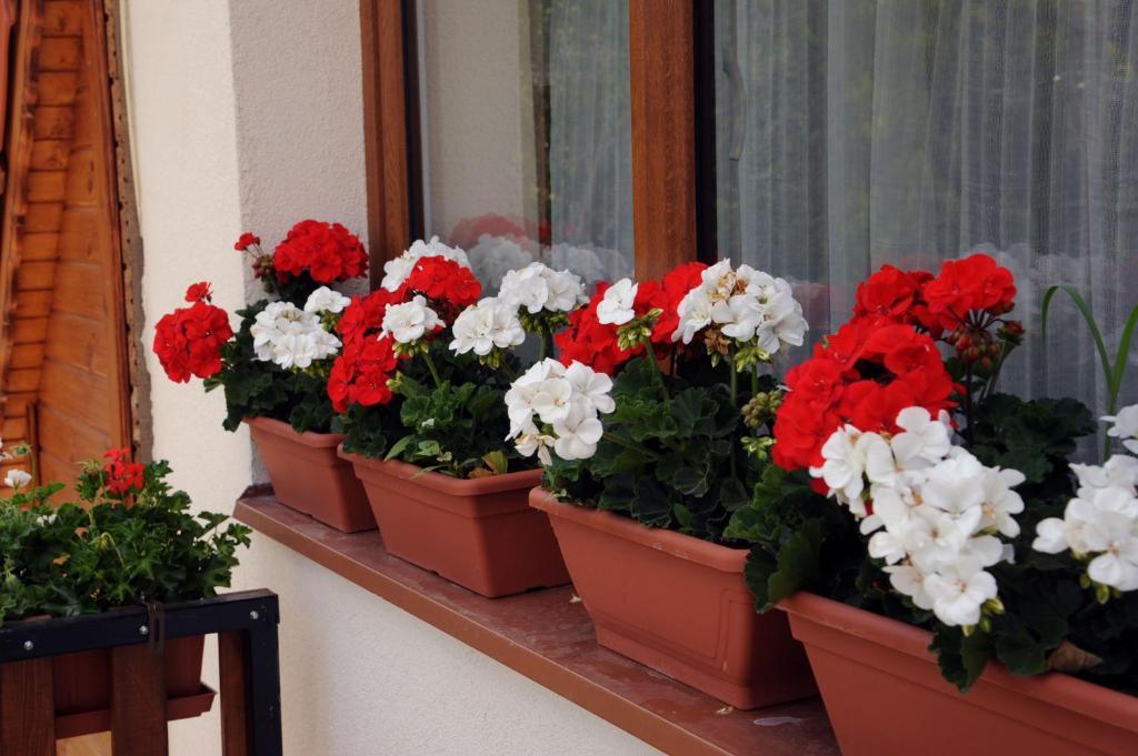 Arany Szolo Wellness Apartmanhaz Hévíz Kamer foto